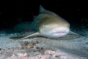 Maldives 2021 - Requin leopard - Leopard shark - Stegostoma fasciatum - DSC00773_rc